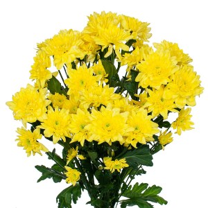 Балтика желтая